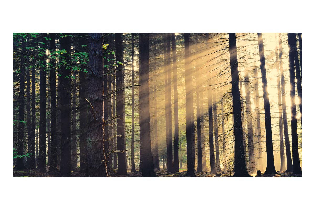 Forest Sunrise Frameless Backdrop