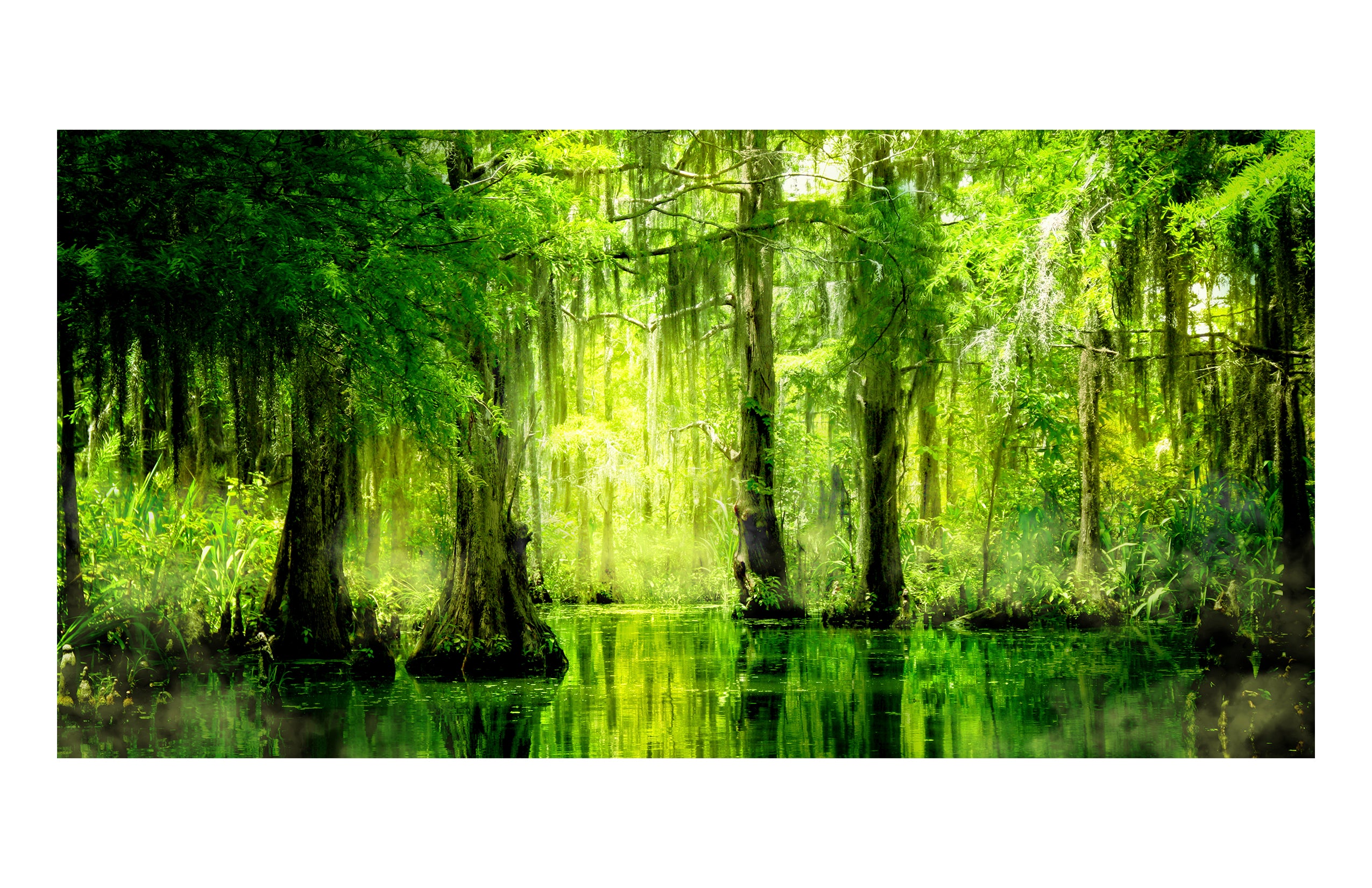 Green Swamp Frameless Backdrop