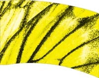 Printed Flag 3D18048
