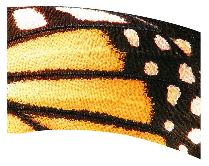 Printed Flag 3SDIG29